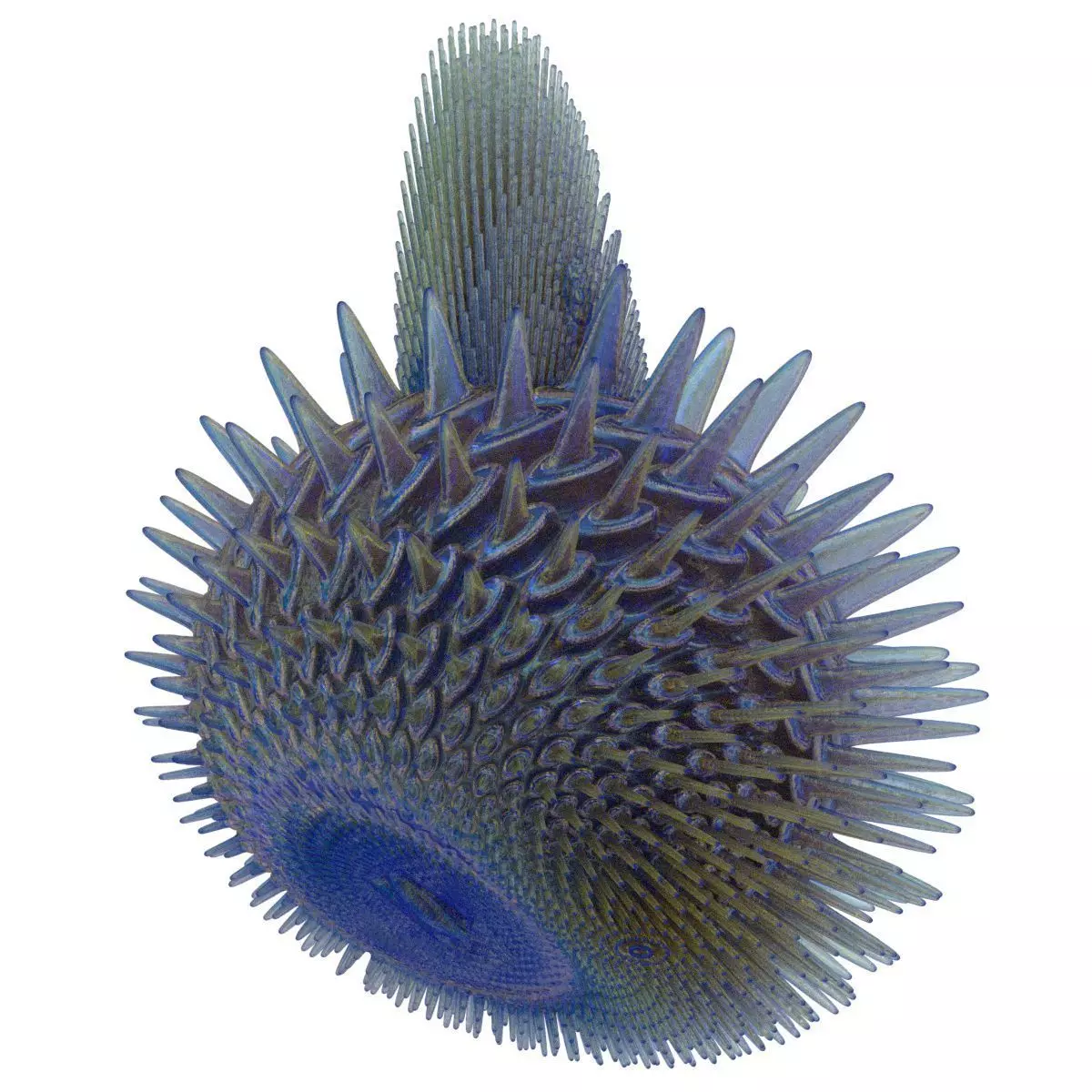 Pearl starfish with spikes 3D model