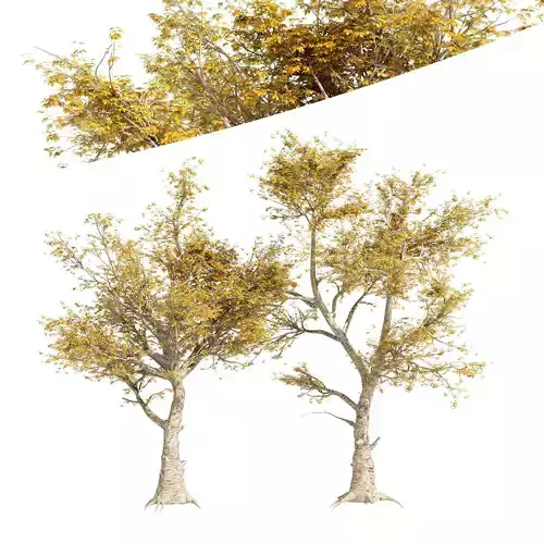 American Sycamore Fall 3D model