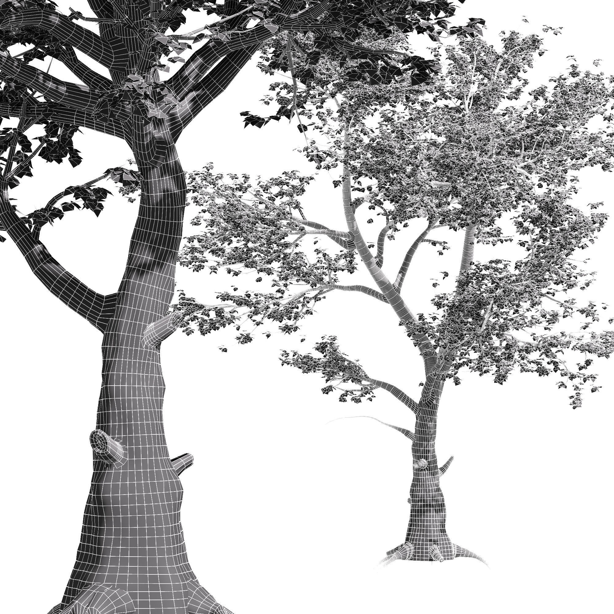 American Sycamore Fall 3D model_2