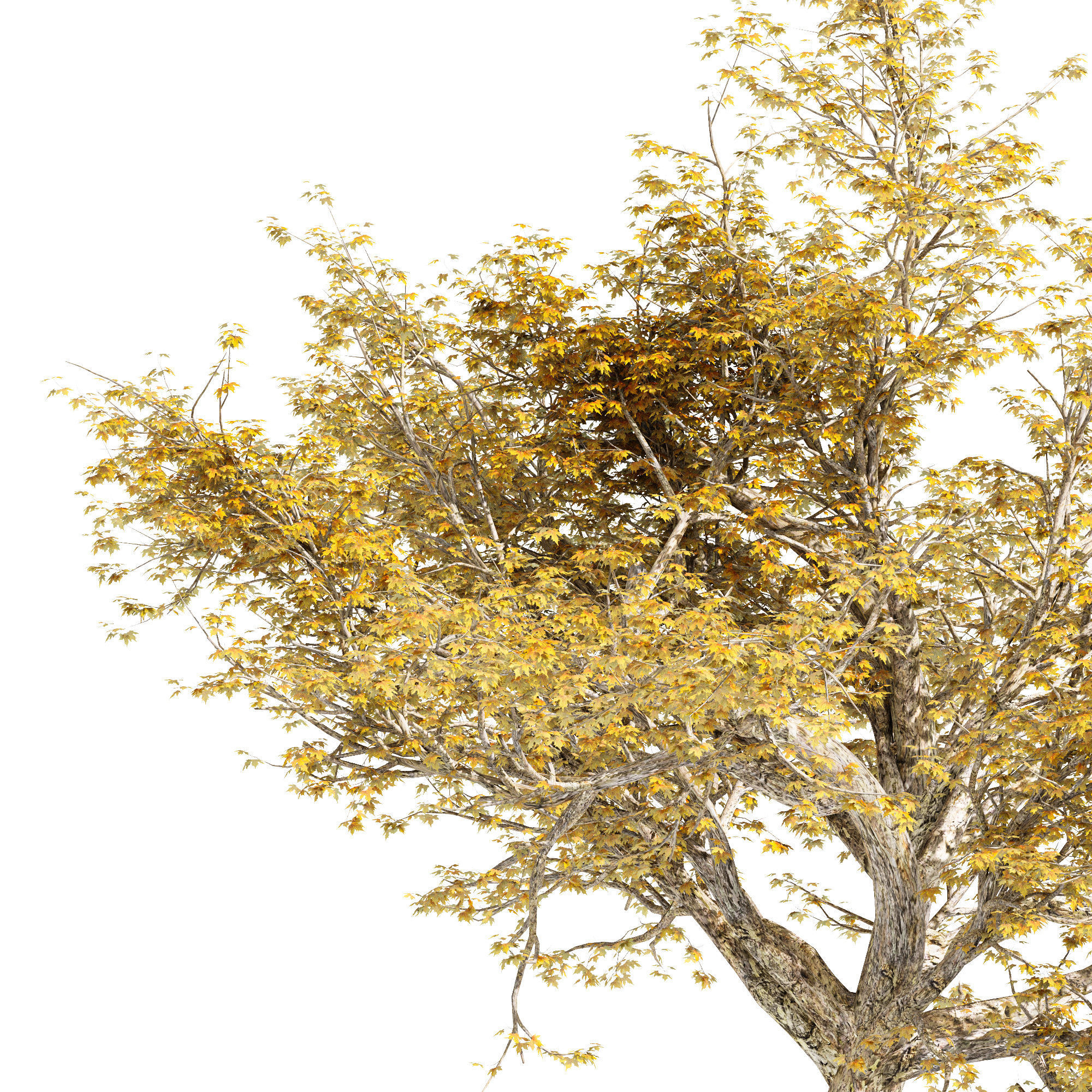 American Sycamore Fall 3D model_1