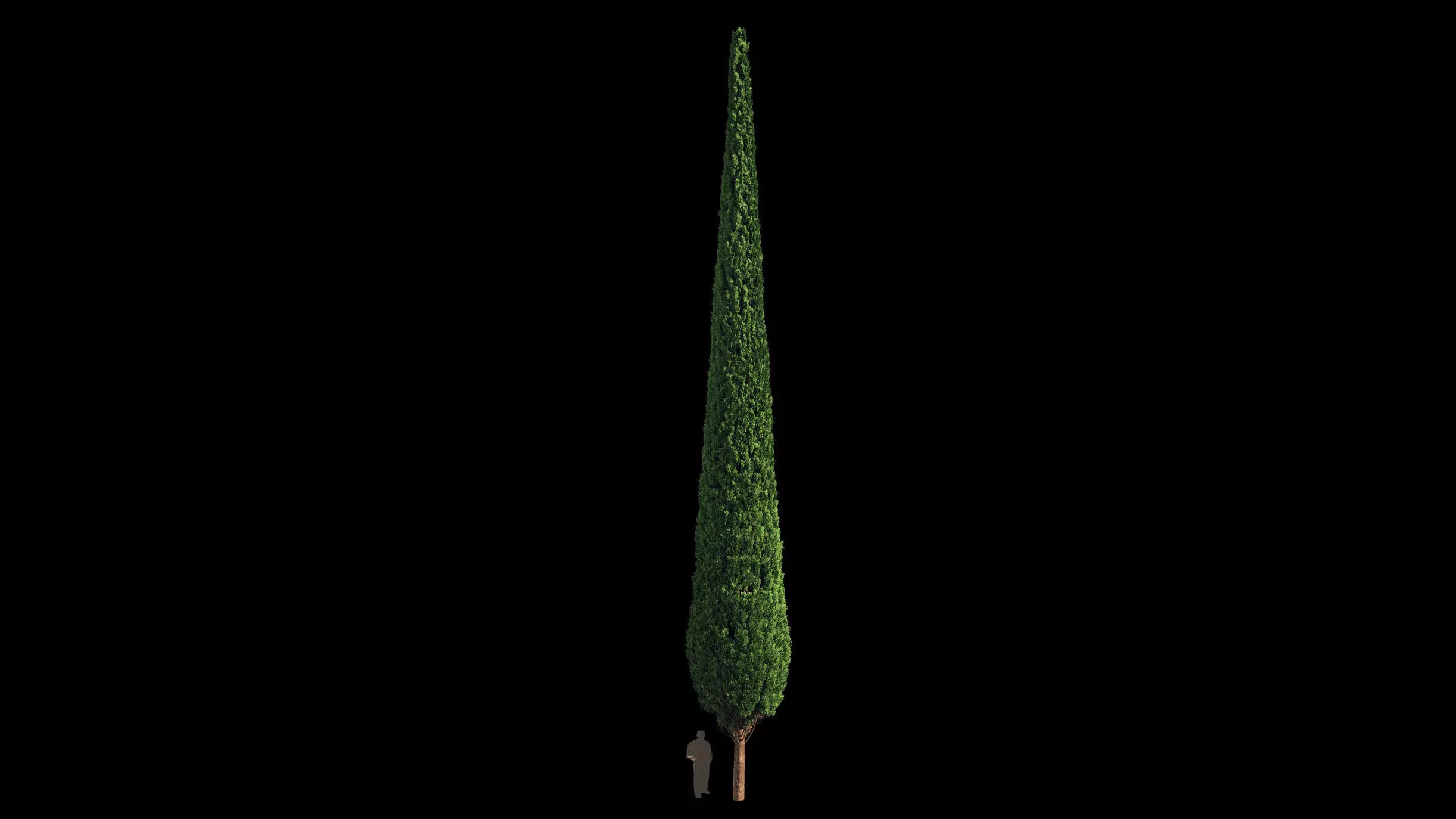 Cypress 20 meters 3D model