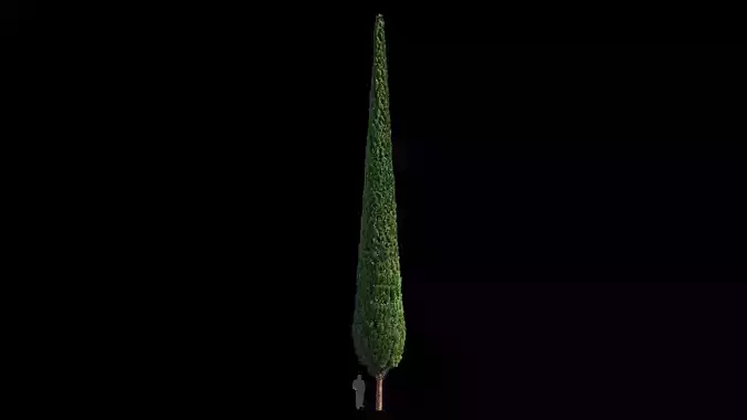 Cypress 20 meters 3D model