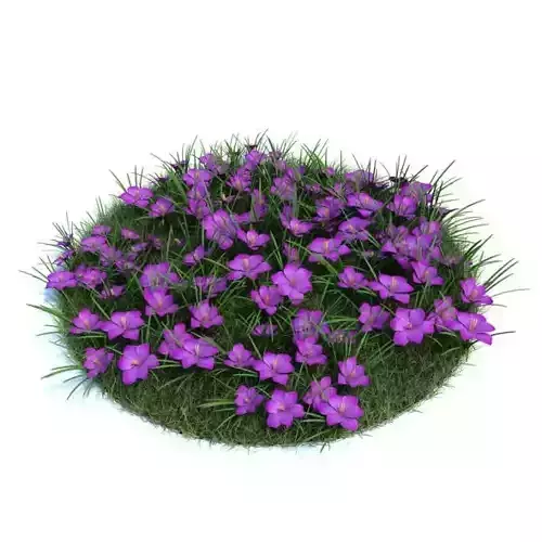 Beautifully Purple Crocuses 3D model