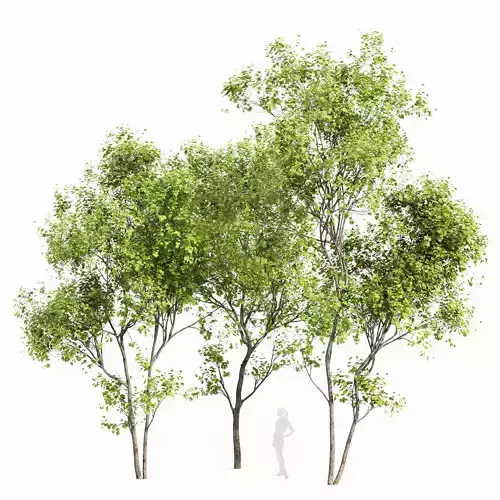 Real Tree Acer Saccharinum Summer 3D model