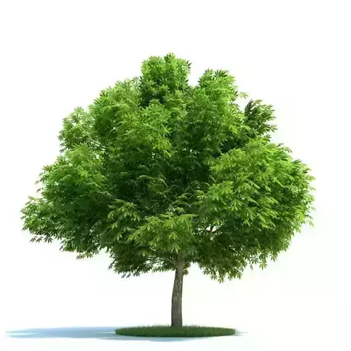 Green Leafed Tree Aesulus Glabra