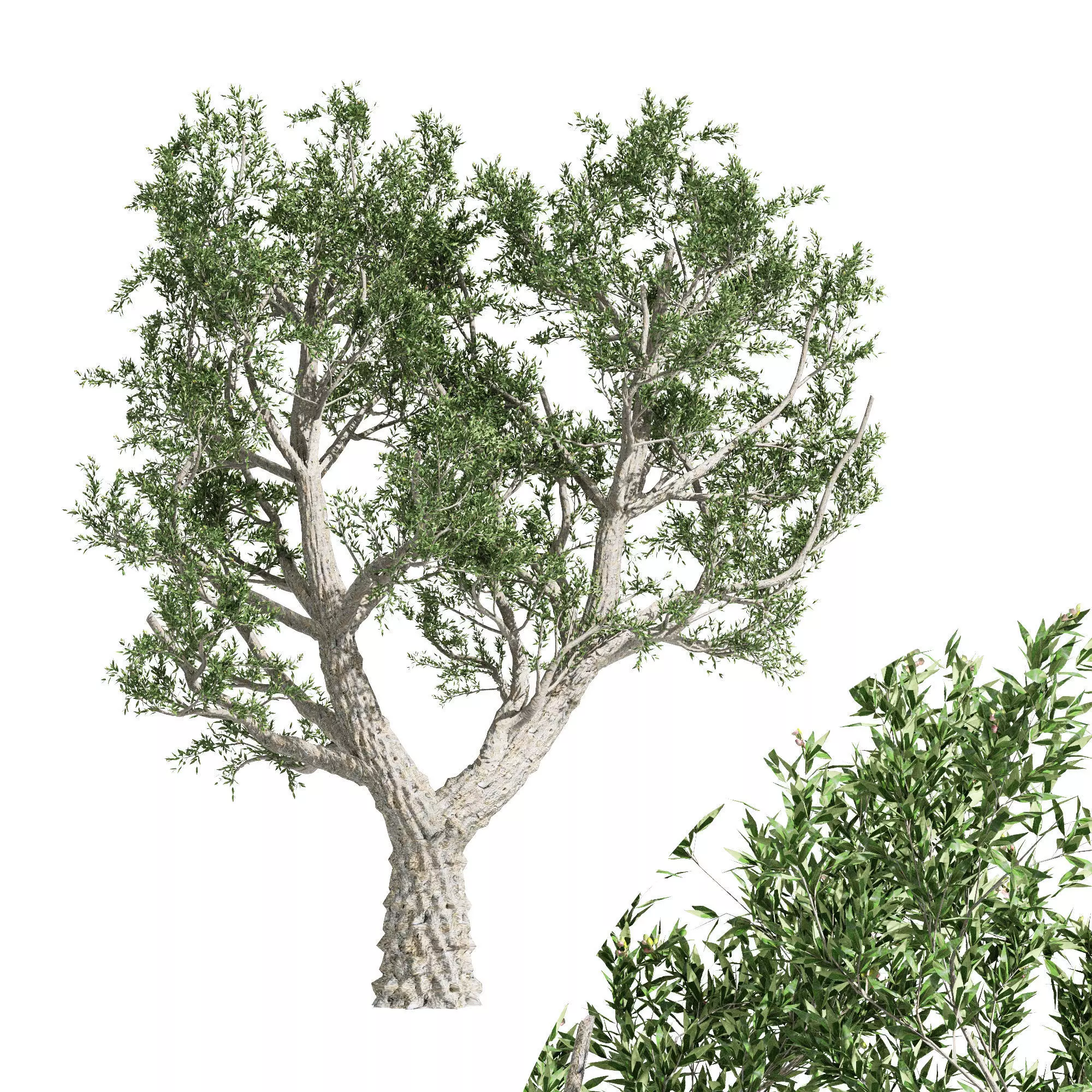 tree African Olive 01 Free 3D model