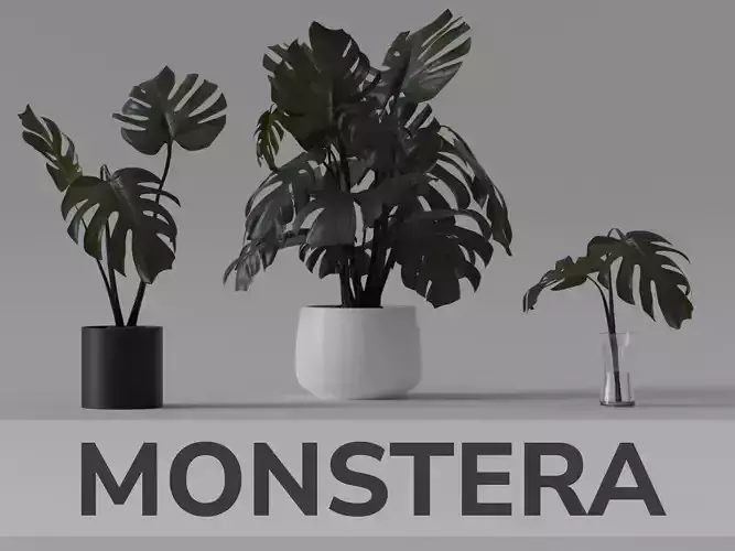 Monstera Plant