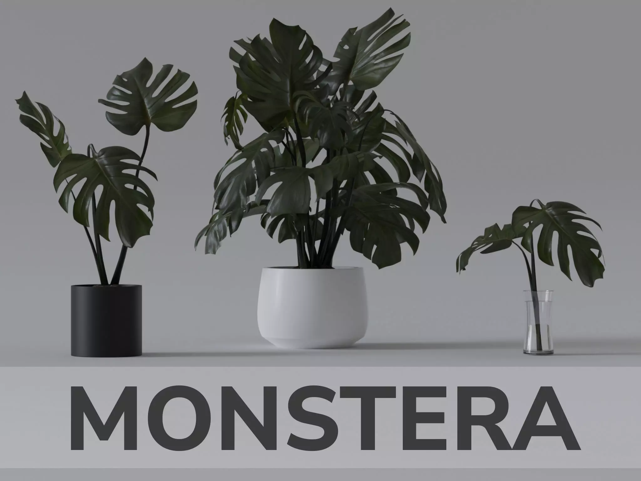 Monstera Plant 3D model