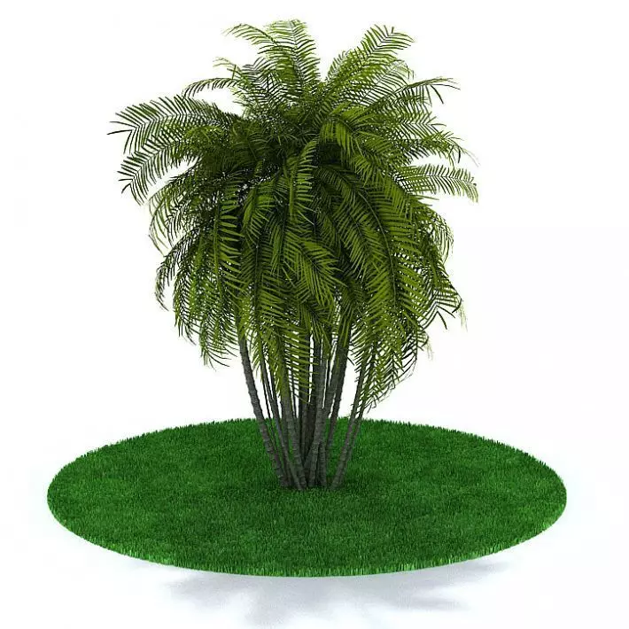 Green Palm Trees 3D model
