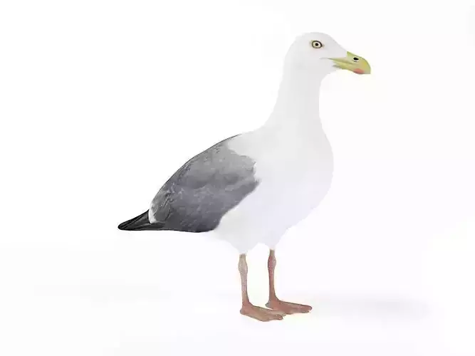 White Bird Seagull 3D model