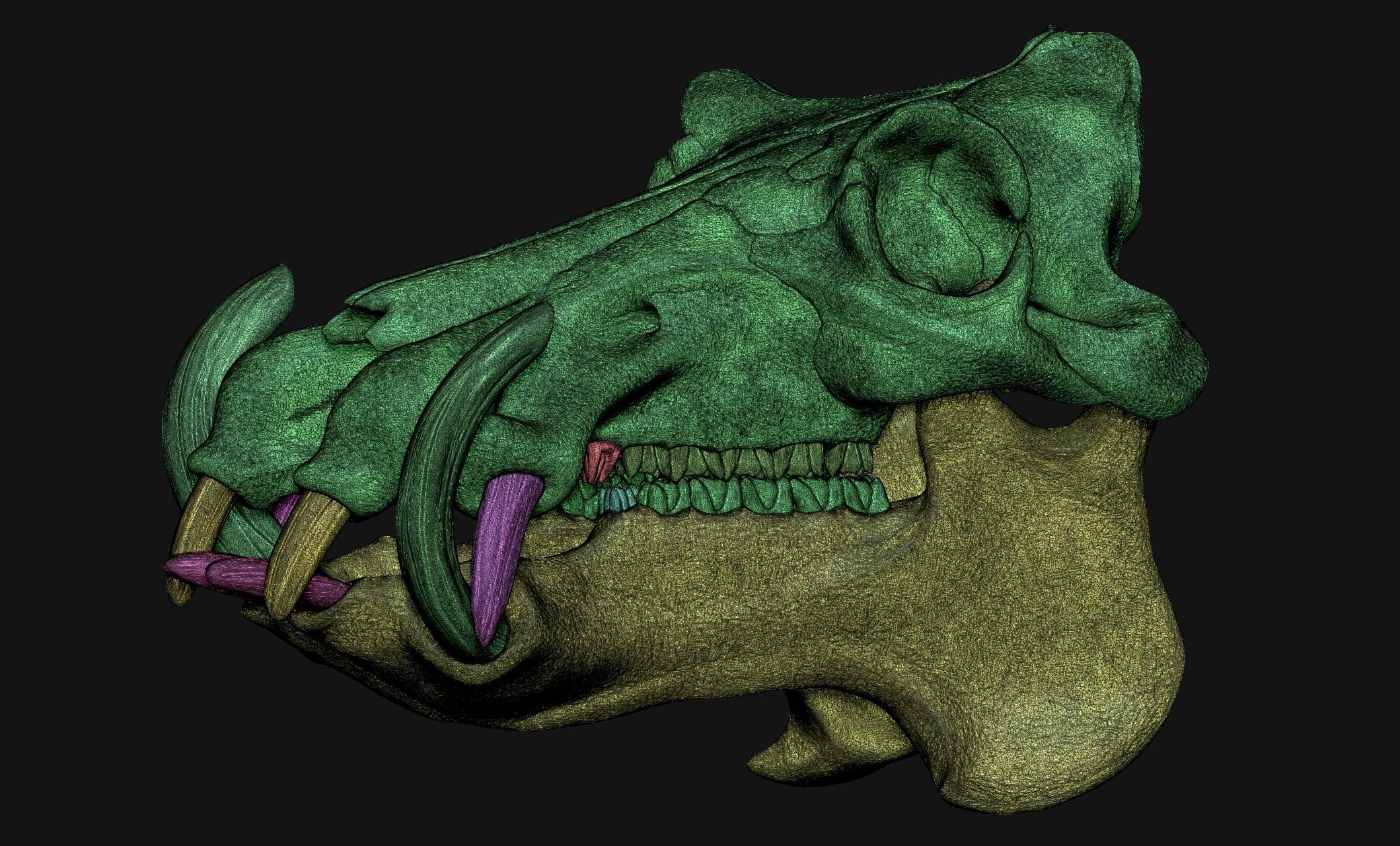 Hippopotamus Skull - CNC and 3D print model_7