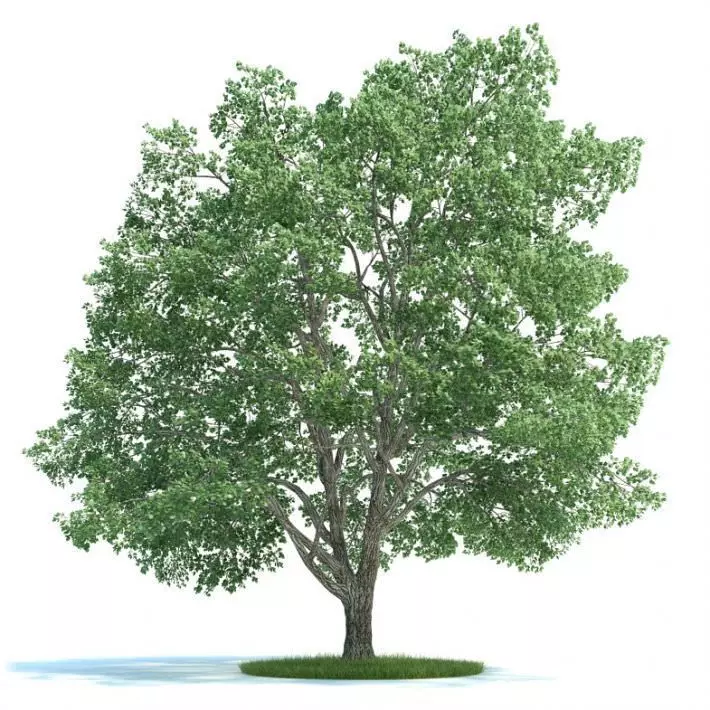 Green Tilia Tree 3D model_0