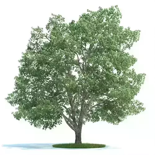 Green Tilia Tree