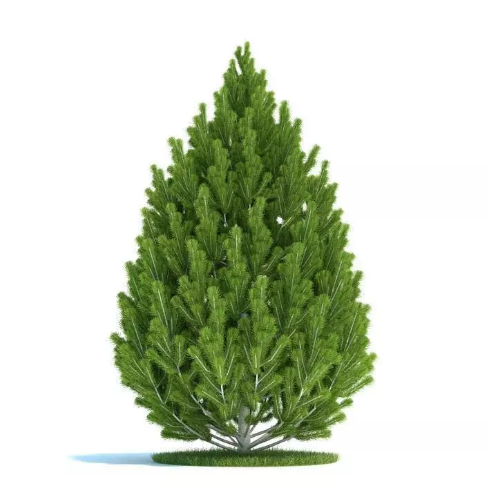 Green Pine Tree 3D model_0