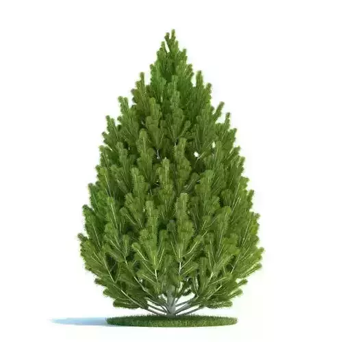 Green Pine Tree