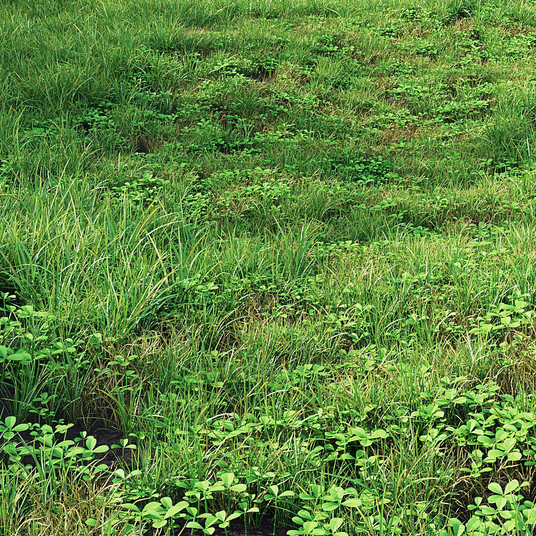 Summer Grass 01 3D model_1