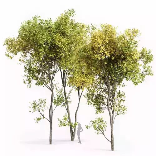 Real Tree Acer Saccharinum Summer Fall 3D model