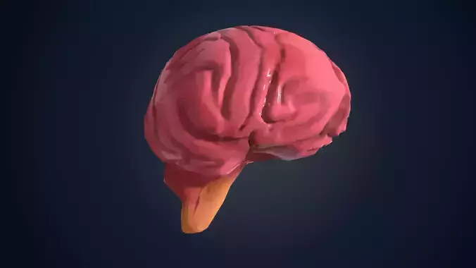 low poly brain human