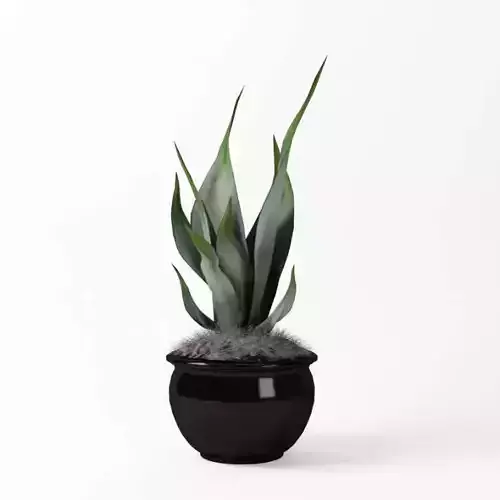 Green Potted Plant