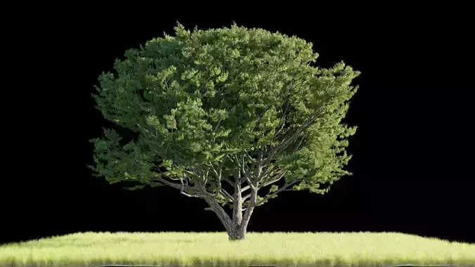 Coniferous Tree Type 1