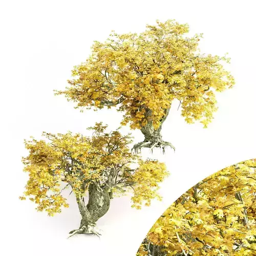 2 diffrent tree Big Leaf Maple Fall 3D model