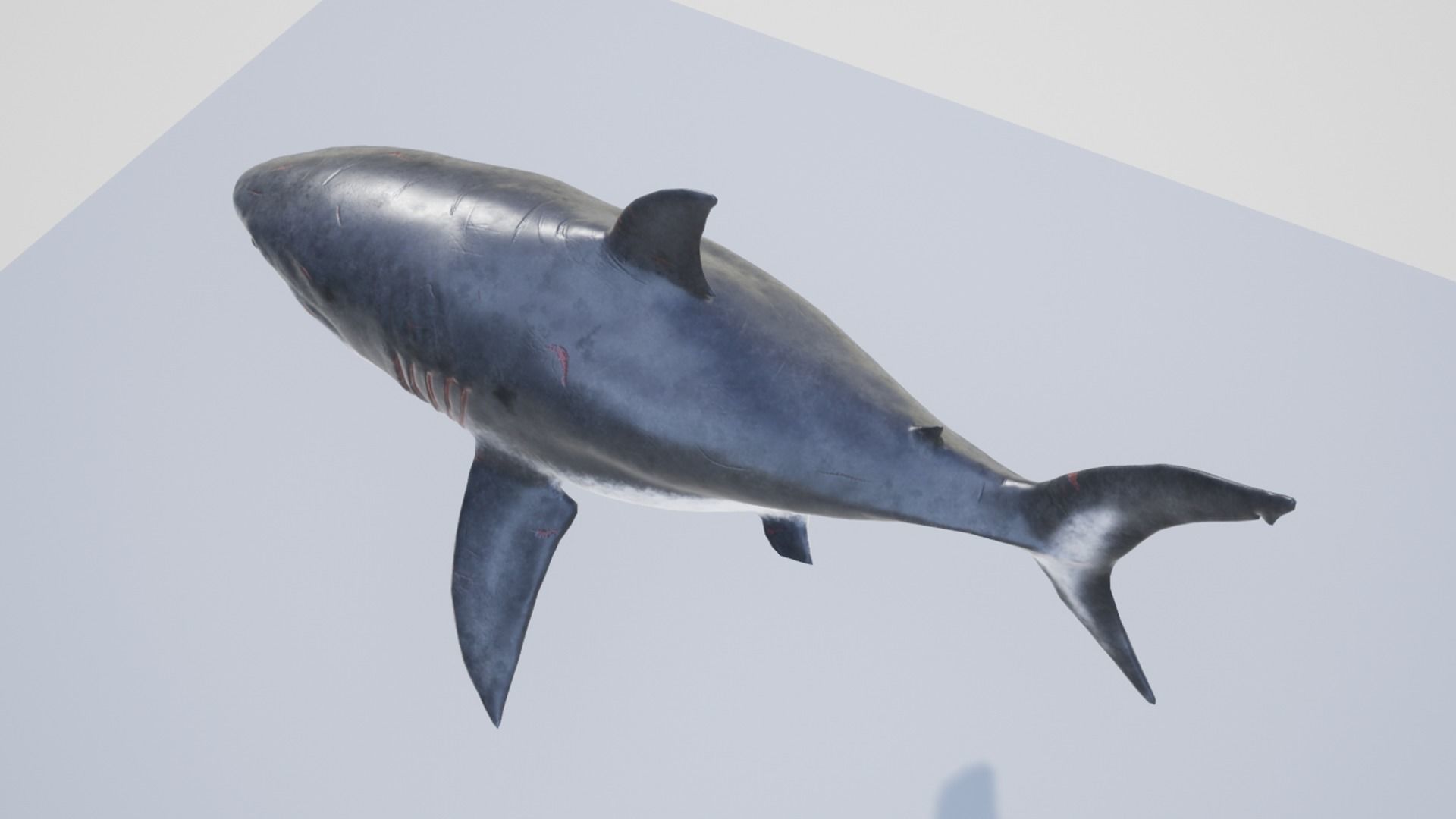 Megalodon Low-poly 3D model_11