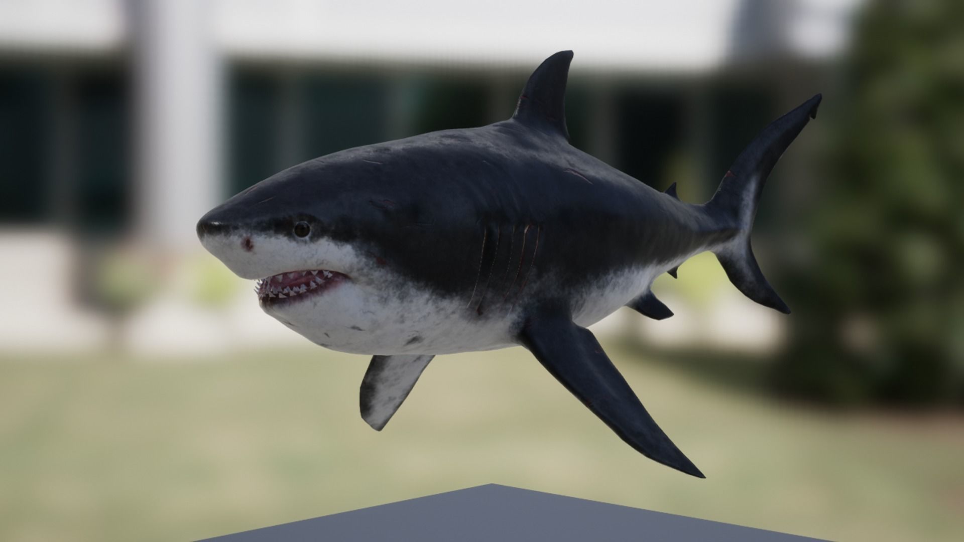 Megalodon Low-poly 3D model_10