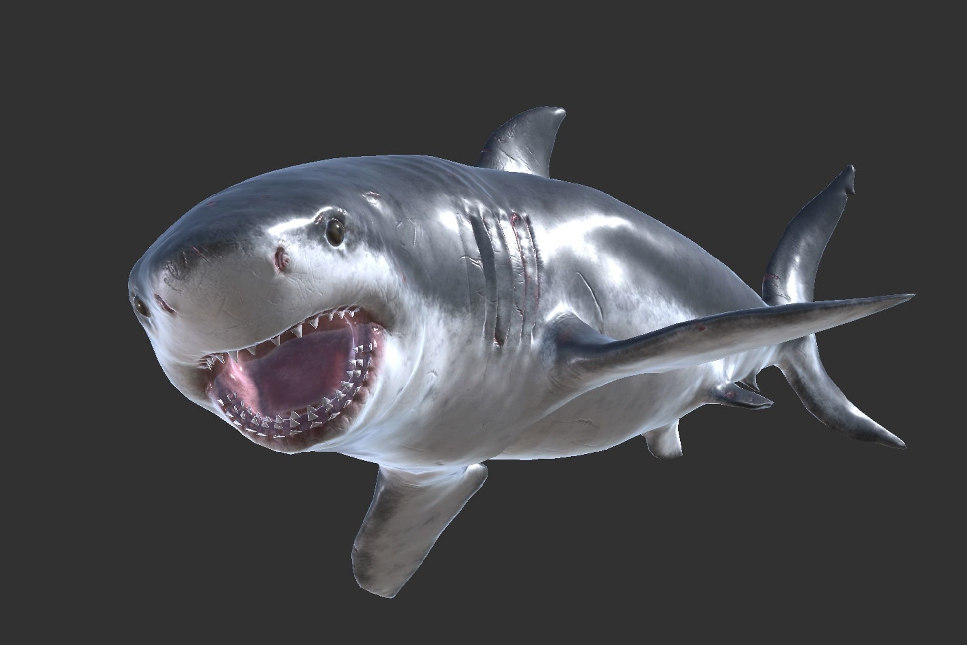 Megalodon Low-poly 3D model_7