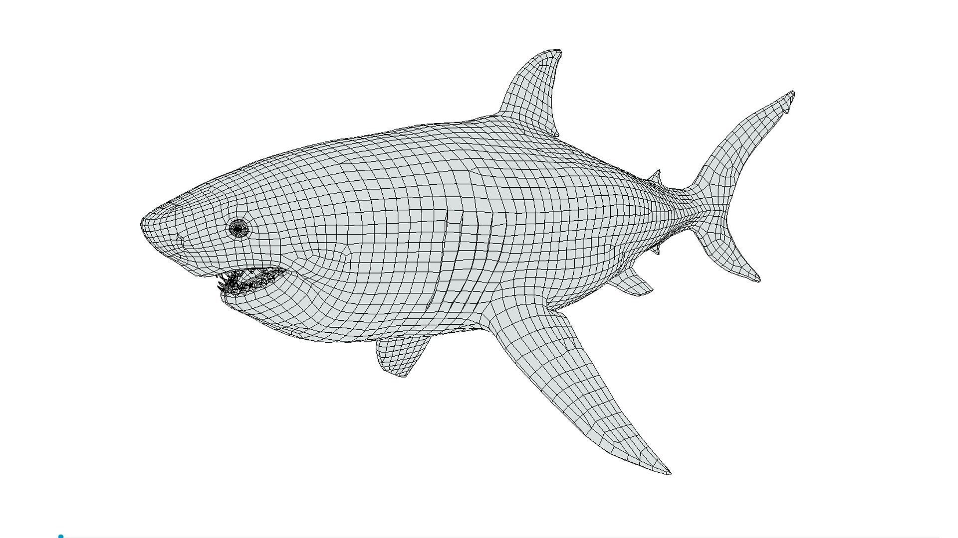 Megalodon Low-poly 3D model_2