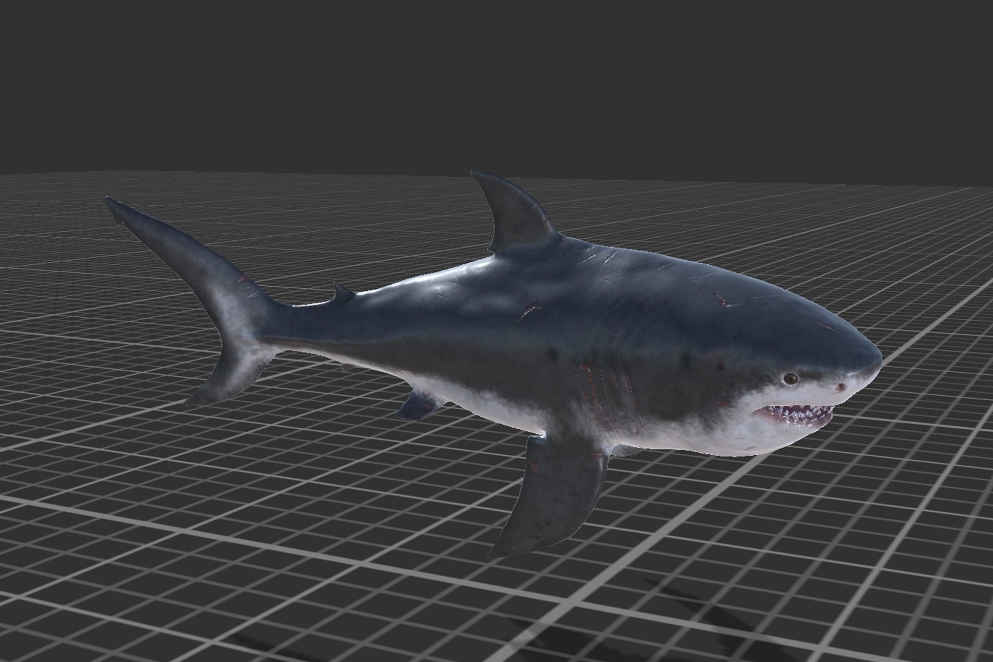 Megalodon Low-poly 3D model_8