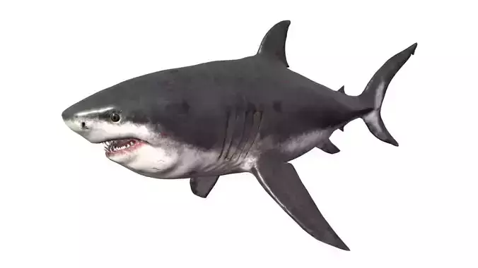 Megalodon Low-poly 3D model