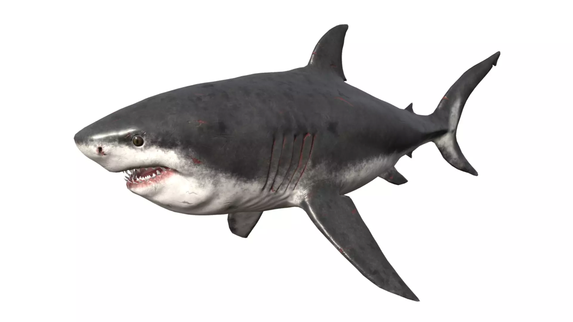 Megalodon Low-poly 3D model_0