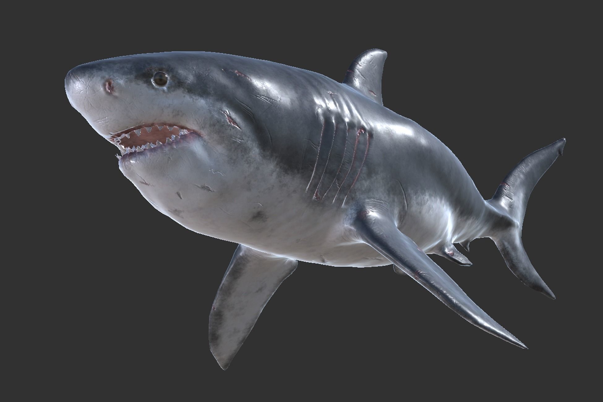 Megalodon Low-poly 3D model_6