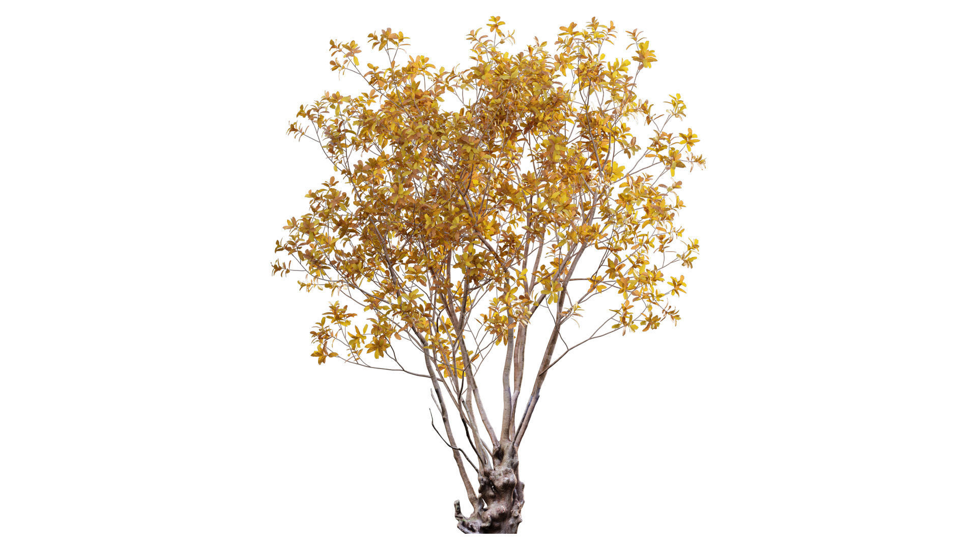 Barringtonia acutangula - fall 3D model_1