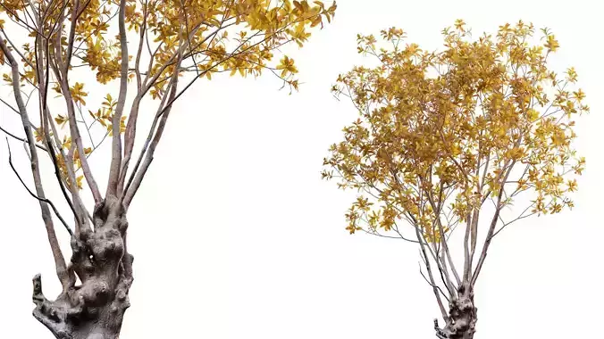 Barringtonia acutangula - fall