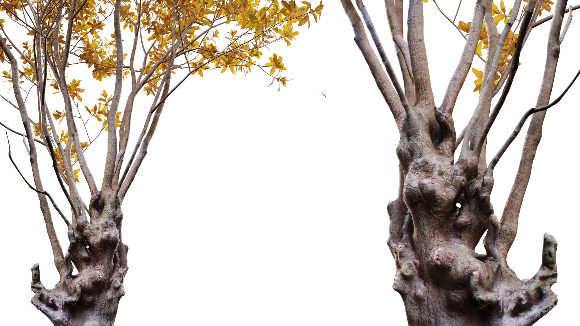 Barringtonia acutangula - fall 3D model_2