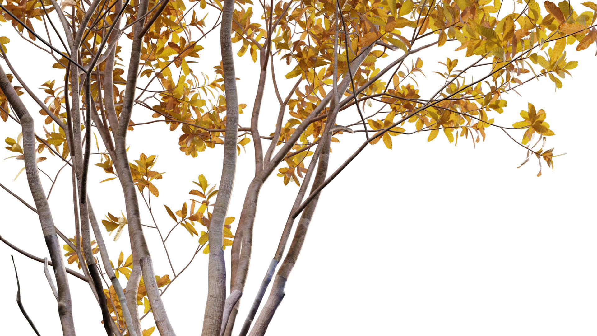 Barringtonia acutangula - fall 3D model_3