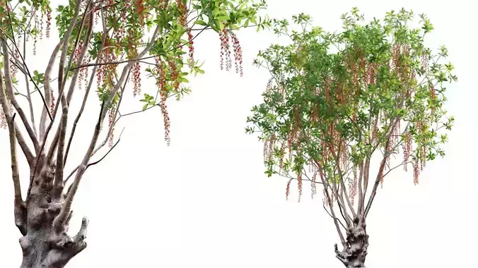 Barringtonia acutangula - flower