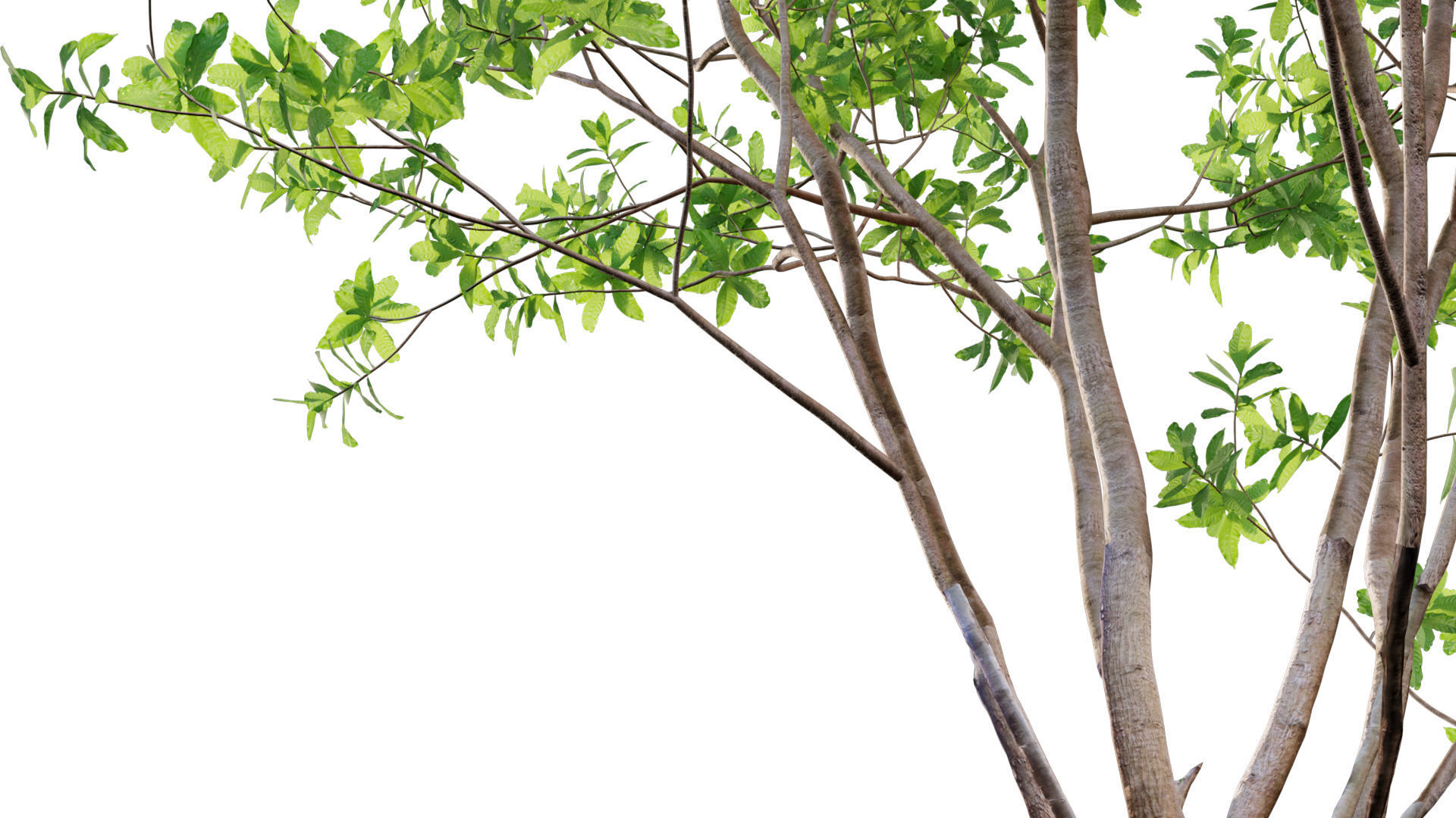 Barringtonia acutangula-green 3D model_5