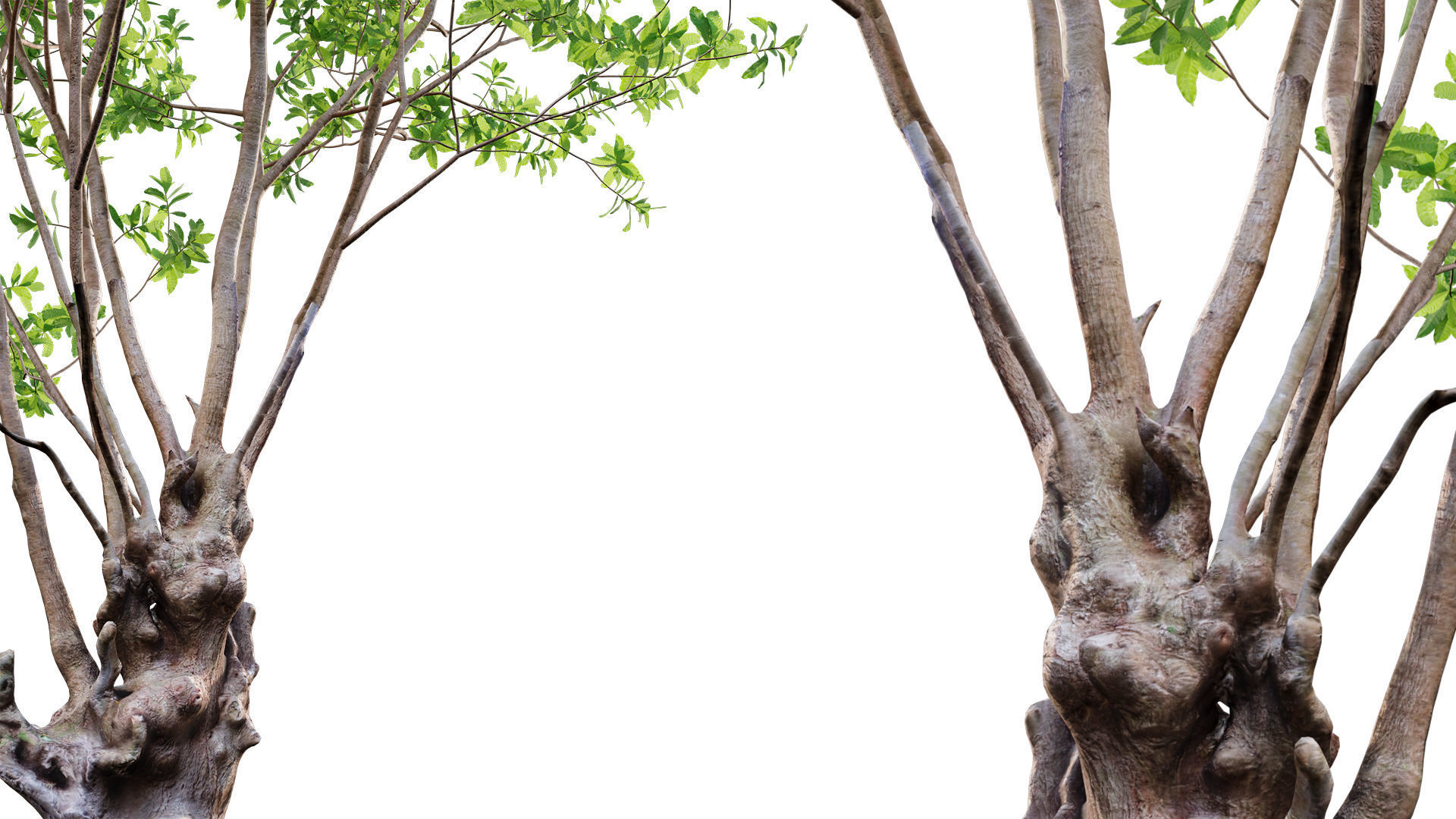 Barringtonia acutangula-green 3D model_4