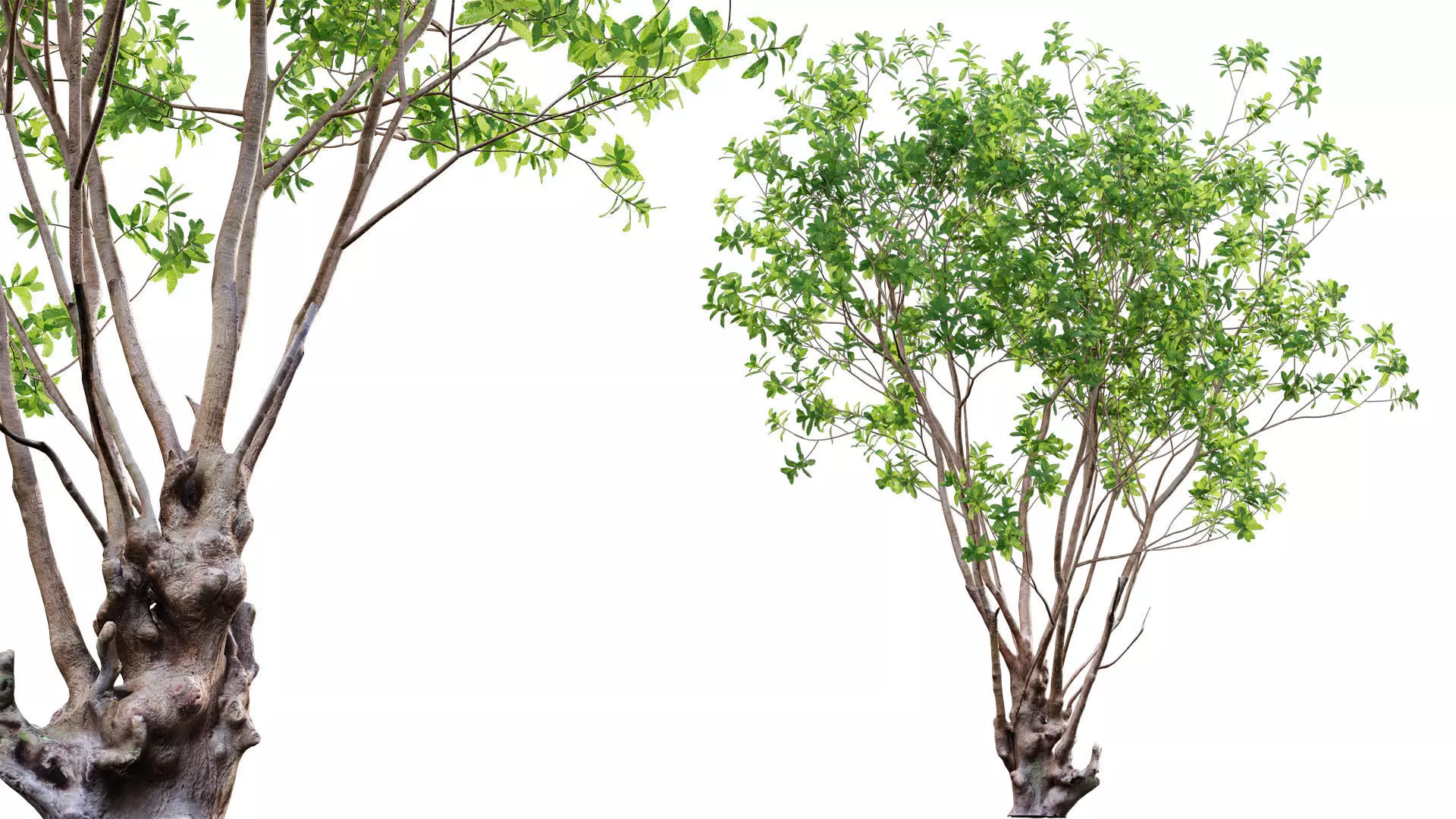 Barringtonia acutangula-green 3D model_0