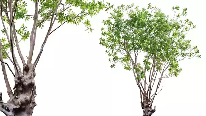 Barringtonia acutangula-green 3D model