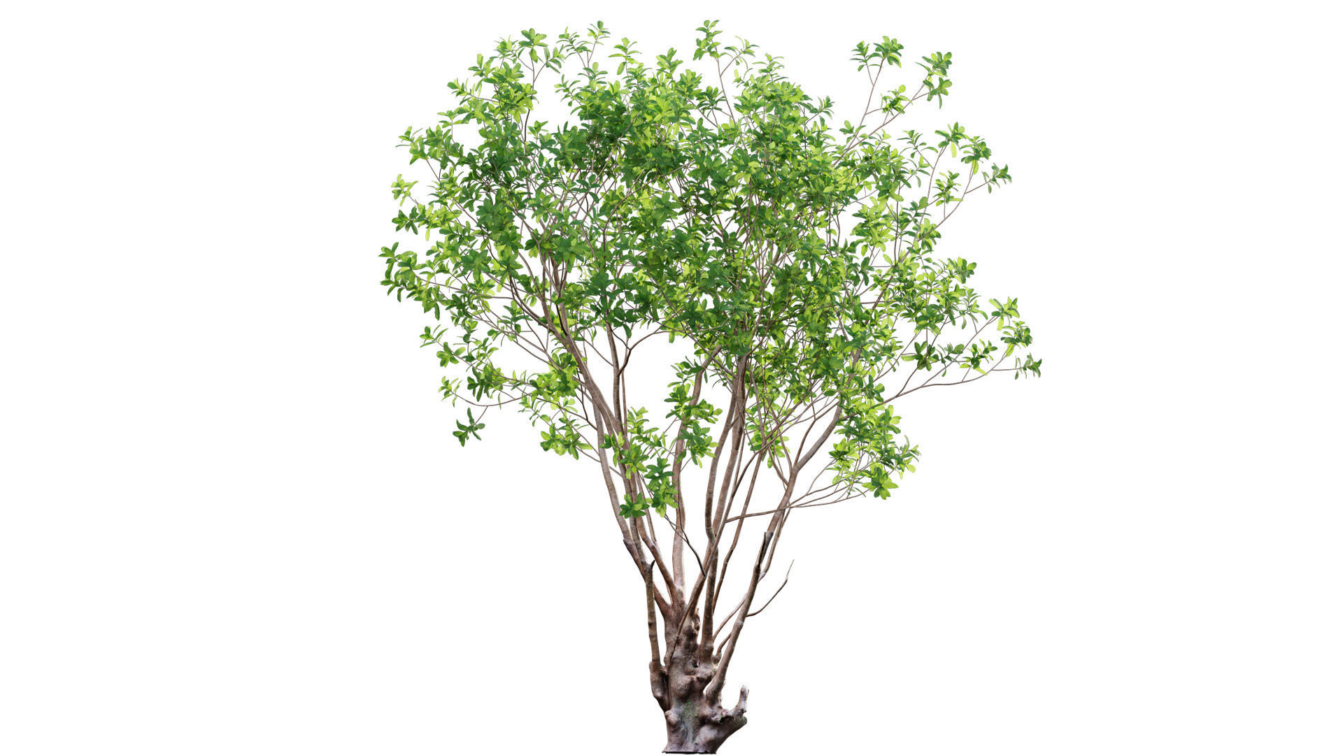 Barringtonia acutangula-green 3D model_3