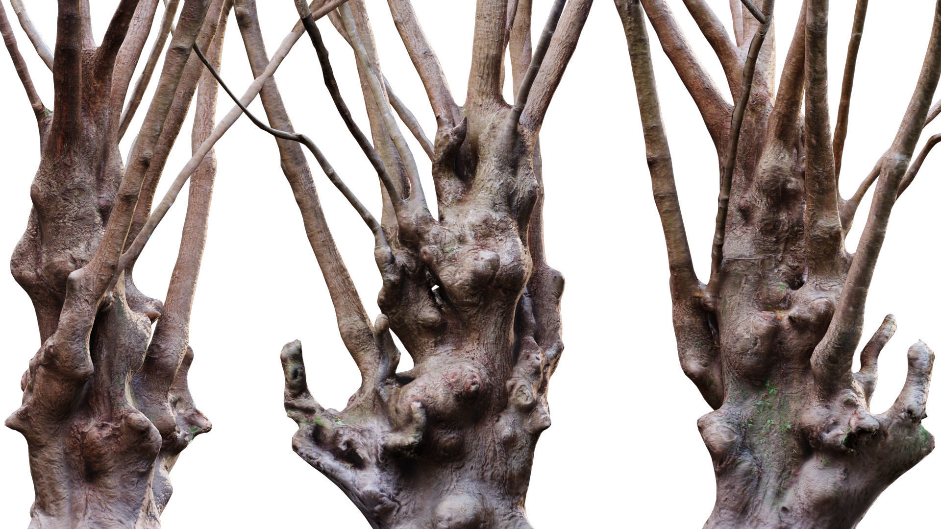 Barringtonia acutangula-green 3D model_2