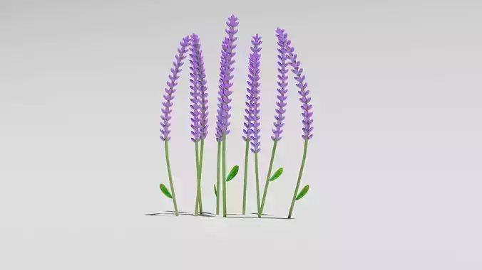 lavender flower