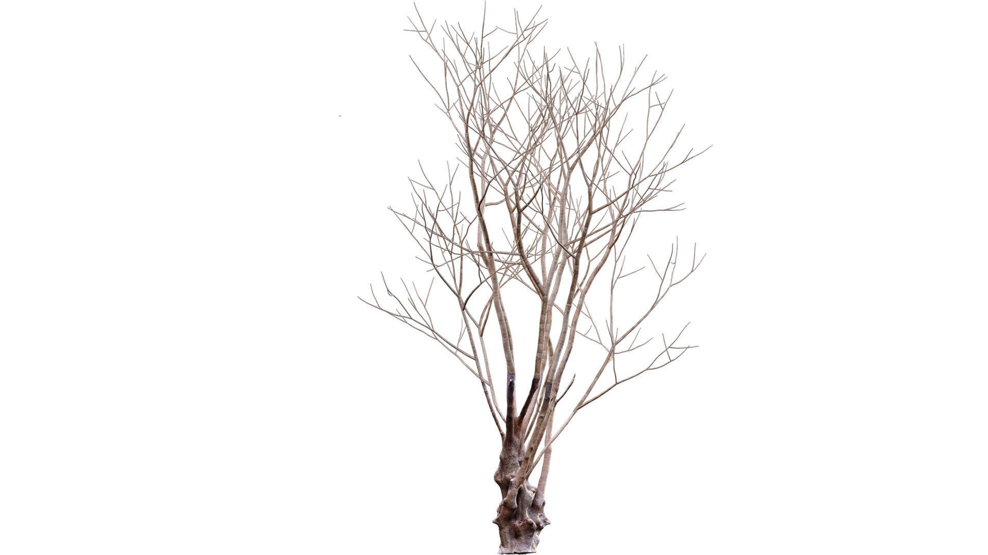 Barringtonia acutangula - winter 3D model_2