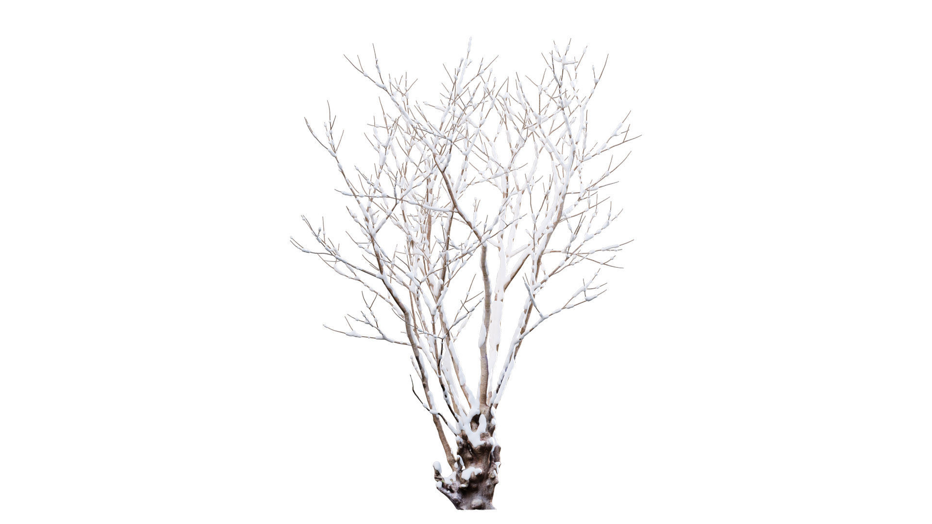 Barringtonia acutangula - winter 3D model_1