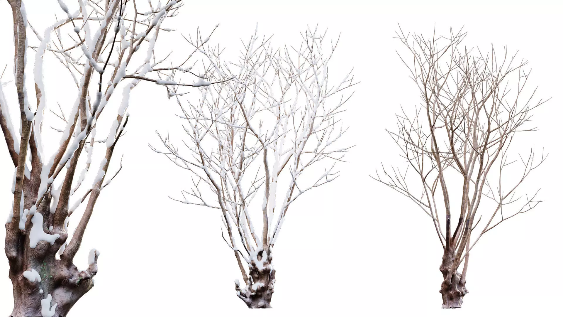 Barringtonia acutangula - winter 3D model_0