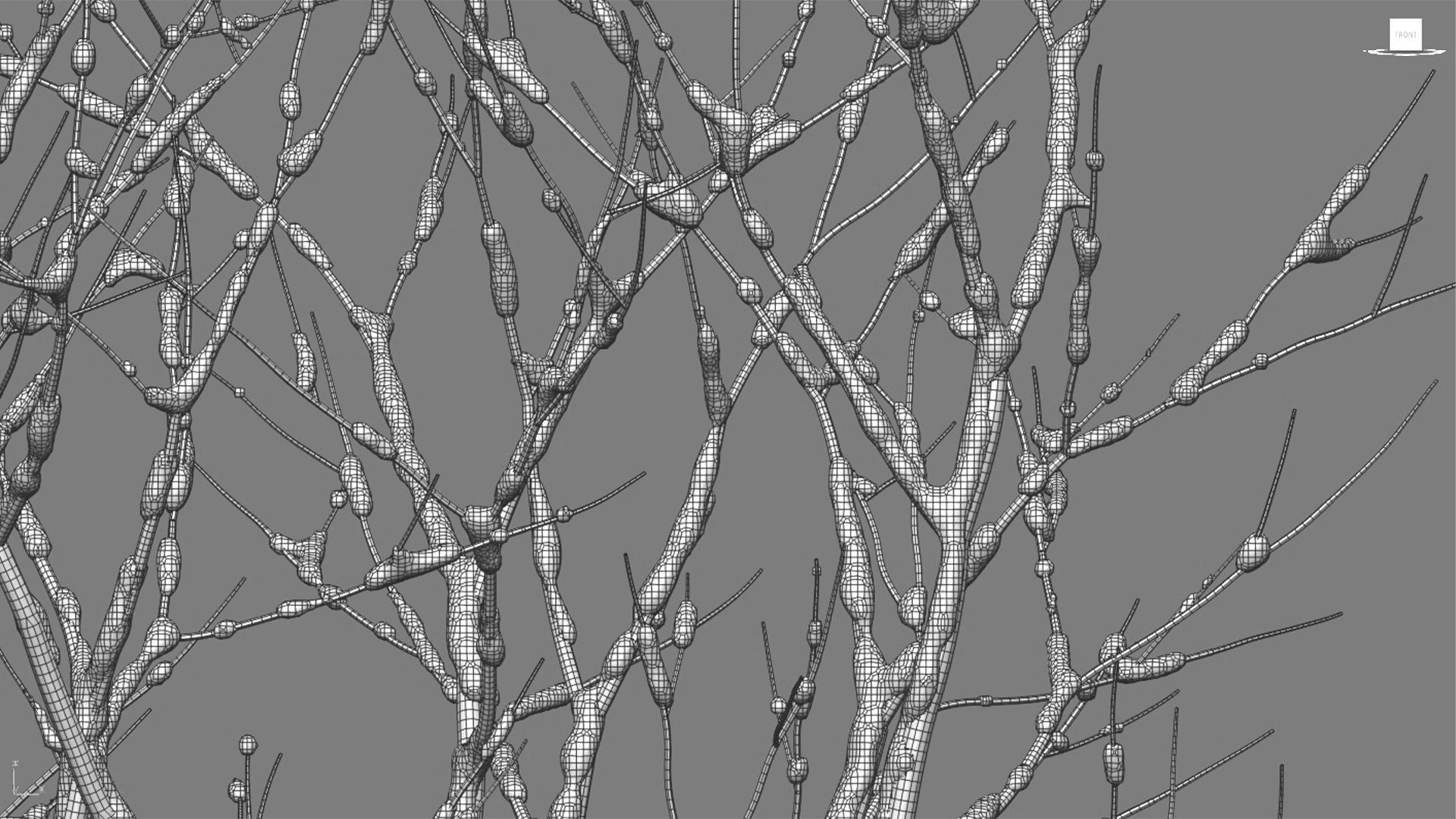 Barringtonia acutangula - winter 3D model_3