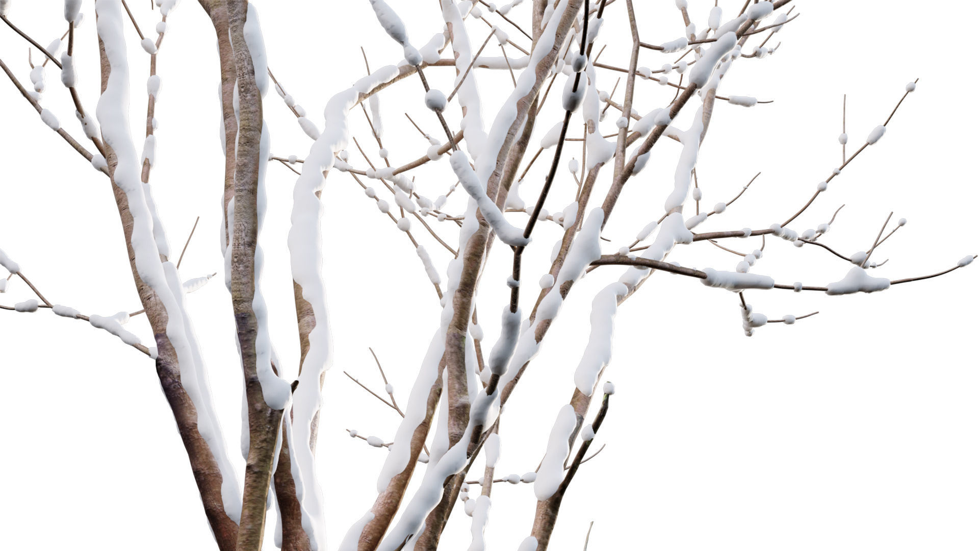 Barringtonia acutangula - winter 3D model_6